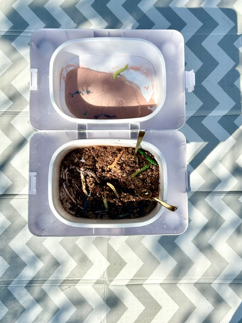Overhead view of seedlings sprouting in a soil sensory bin